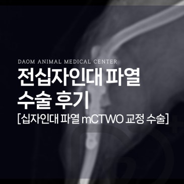 증평 강아지 전십자인대 단열 수술 (mCTWO) 후기/TPLO 수술 안되는 이유