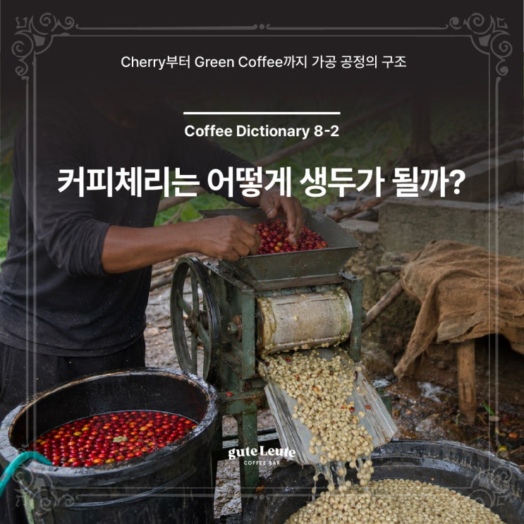 커피체리는 어떻게 생두가 될까? Cherry부터 Green Coffee까지 가공 공정의 구조 : 네이버 블로그