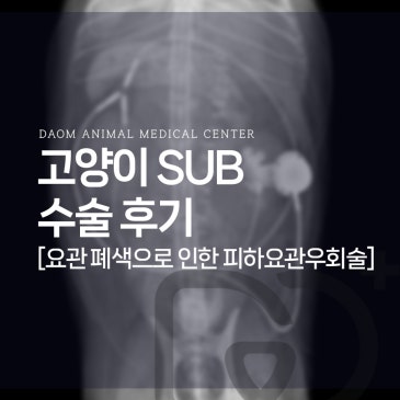 청주 고양이 요관 폐색으로 인한 피하요관우회술(SUB) 수술 후기 동물병원 추천