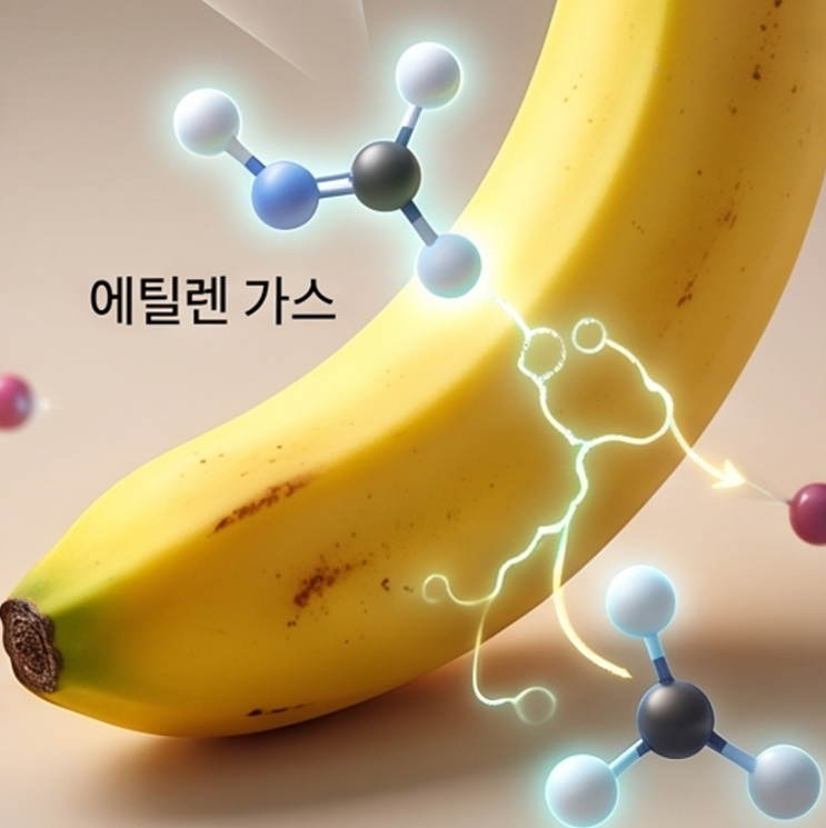 바나나 오래 보관방법 및 냉장보관의 진실, 초파리 차단하는 에틸렌....