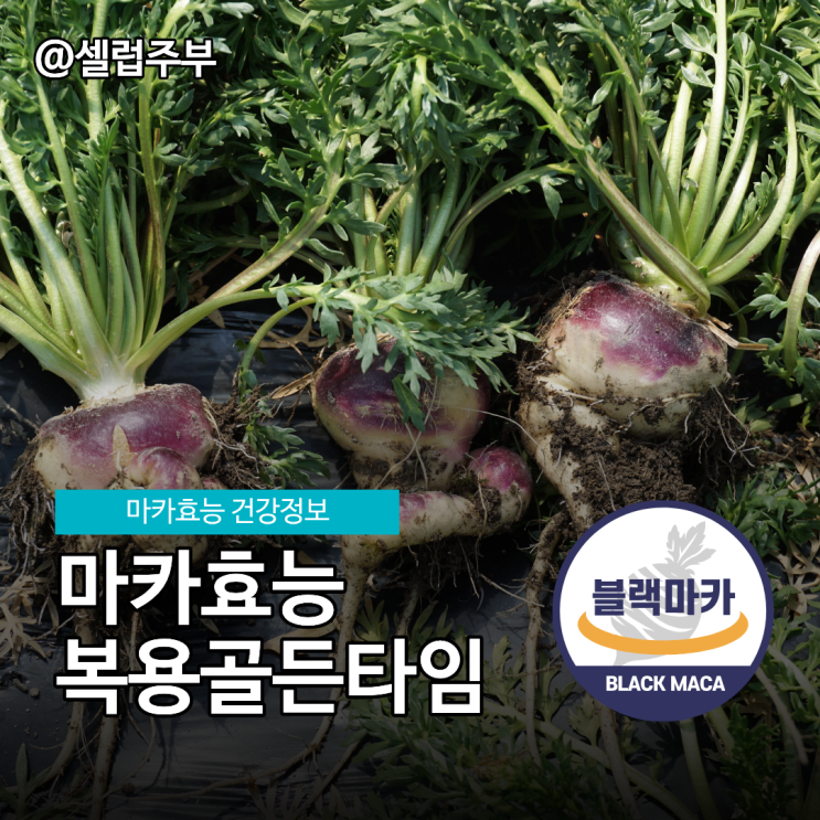 아침 공복 vs 점심 식후, 마카 골든타임의 비밀 : 네이버 블로그