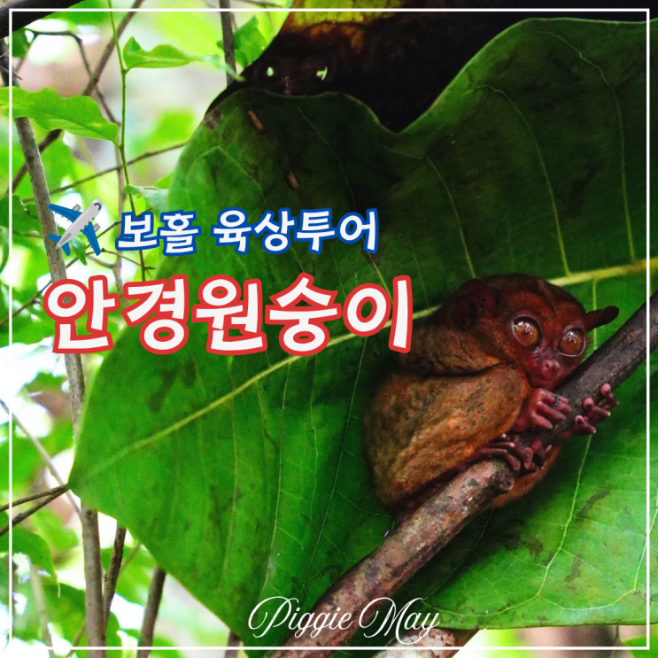 보홀 안경원숭이 보호구역 실제 다녀온 육상투어 필수코스