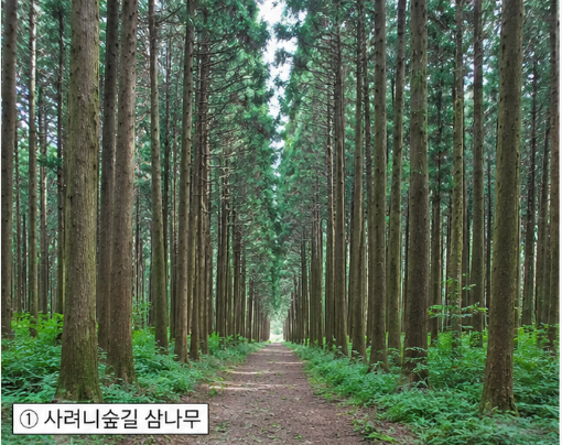제주 사려니숲길에서 만나는 식물들/ 삼나무부터 산수국, 고사리까....