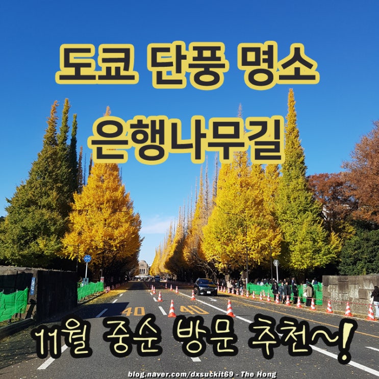 도쿄 단풍 명소 은행나무 거리 메이지 진구가이엔 신궁외원