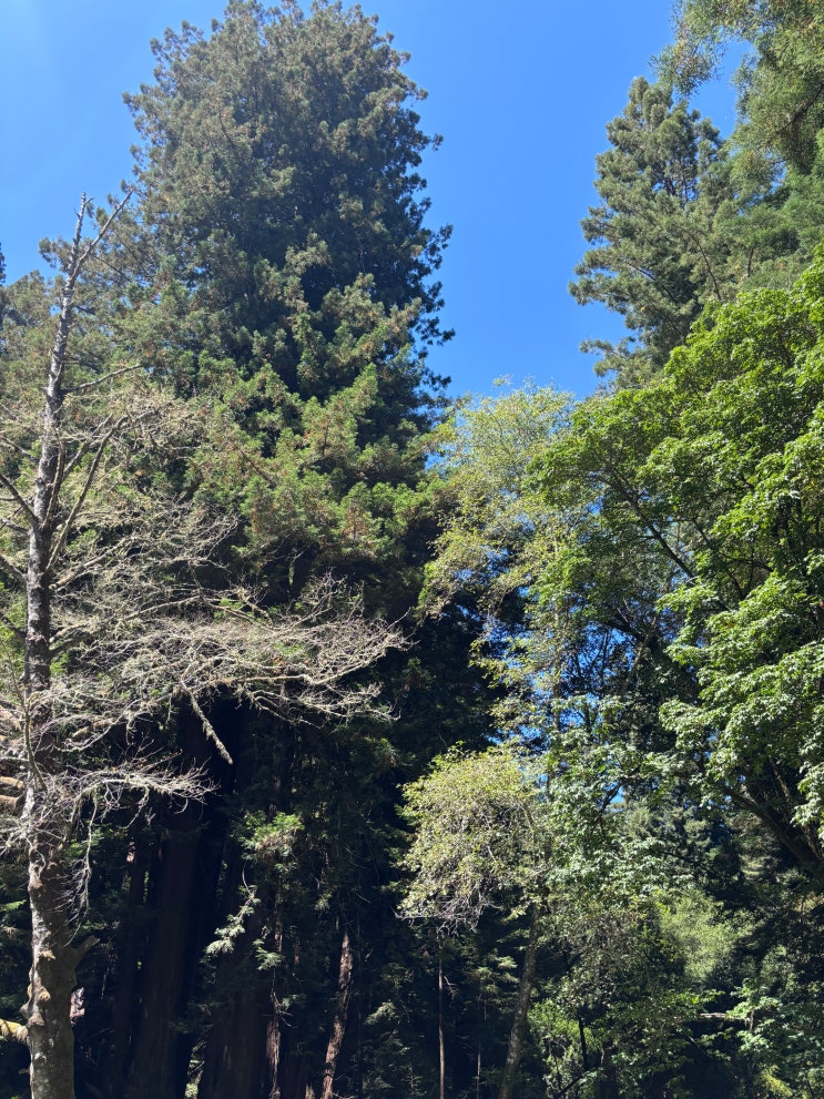 [미국서부여행] 샌프란시스코 근교여행 뮤어우즈 국립공원(Muirwoods N....