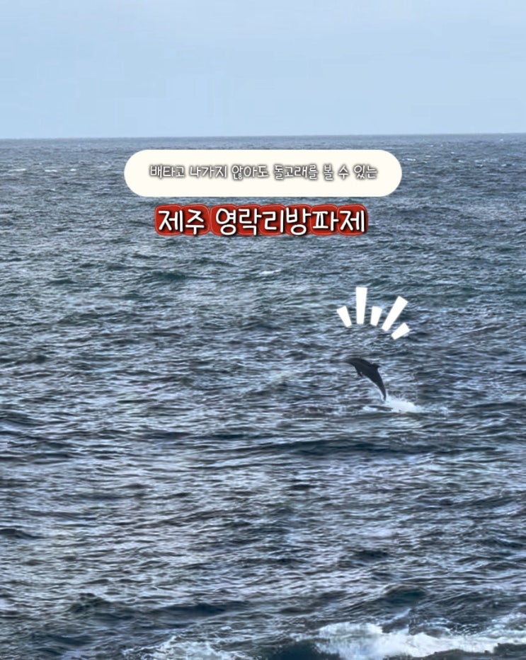 배를 타지 않아도 돌고래떼를 만날 수 있는 제주 영락리방파제