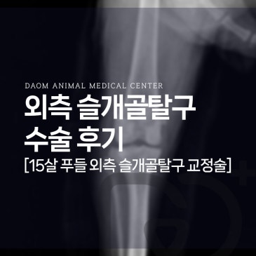강아지 슬개골 탈구 교정 수술 후기 [청주 외과 전문 동물병원]