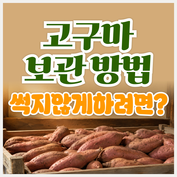 고구마 보관 방법 총정리, 썩지 않고 오래 보관하려면?