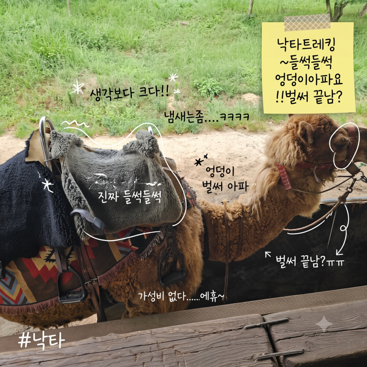 [제주 서귀포 가볼만한곳] 아들램이랑 다녀온 제주 낙타트래킹! 압....