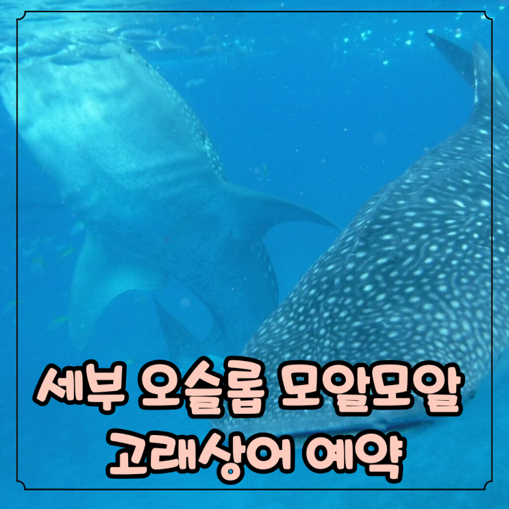세부 오슬롭 고래상어 캐셔닝 모알모알 오캐모팩 조인투어 장소 시....