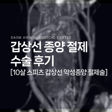 청주 강아지 종양수술 갑상선 종양 절제수술 후기