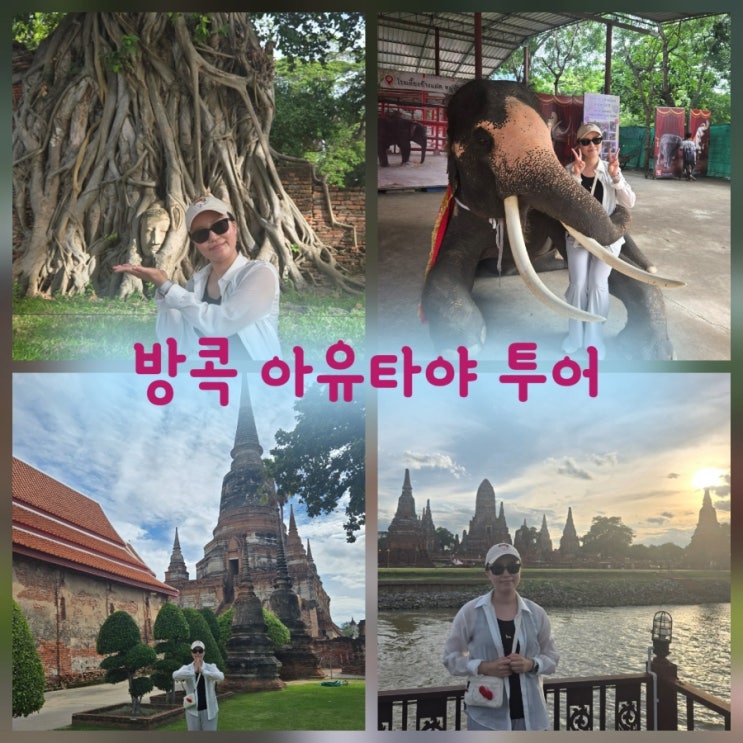 방콕 아유타야 원데이투어 후기 | 보리수 불상, 코끼리랑 사진찍기, ....
