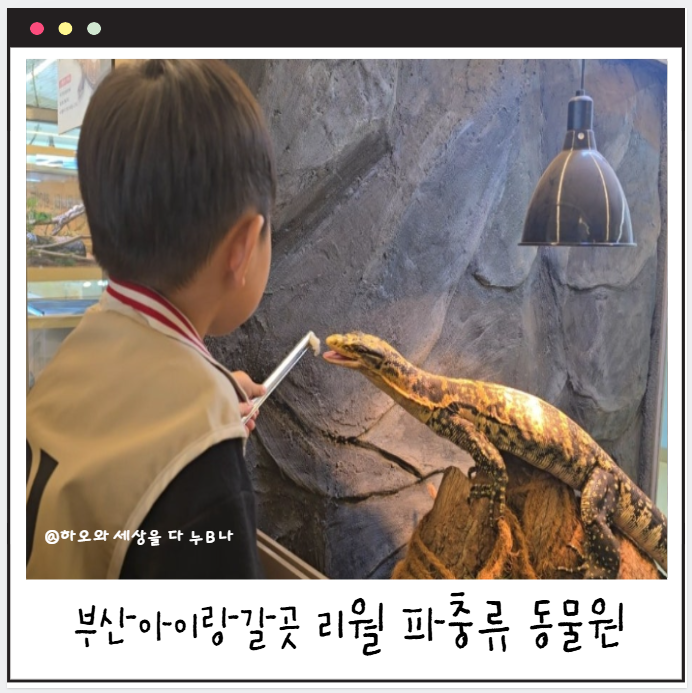 [명지 실내 아이랑 갈만한곳] 부산 파충류 동물원 리월_파충류 먹이 ....
