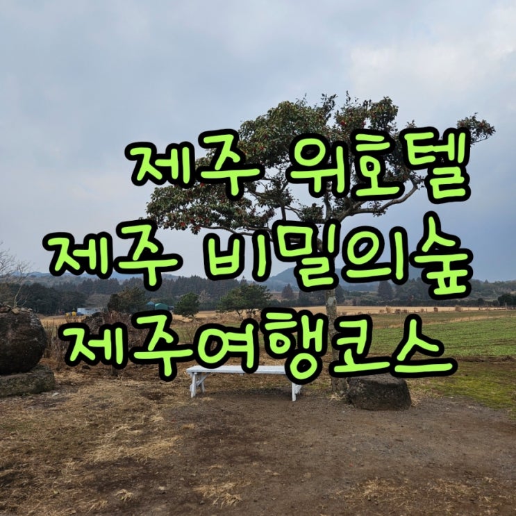 [제주위호텔,비밀의숲] 제주나홀로여행 제주여자혼자여행 제주숙소....
