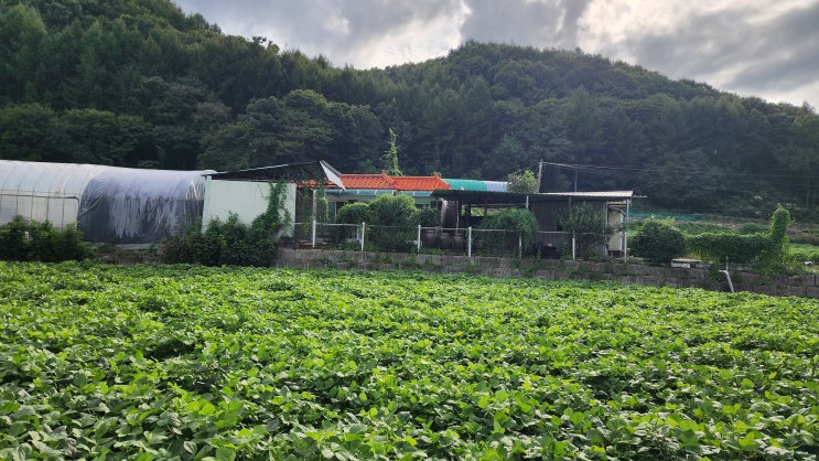 NO.1666 괴산시내에서 5분거리 농가주택 : 네이버 블로그