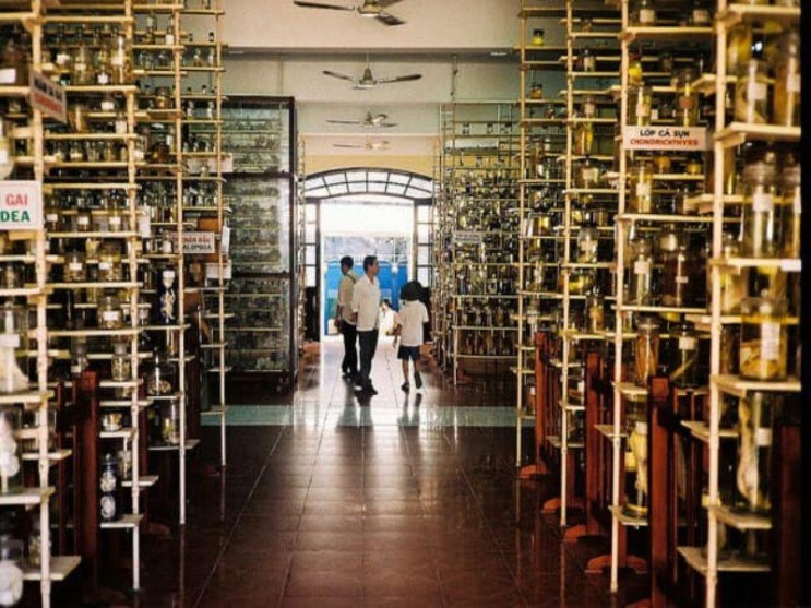 나트랑 여행 22편｜국립해양박물관(Vietnam National Museum of Oceanography), 1....