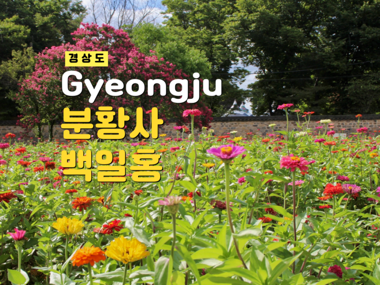 경주 숨겨진 백일홍 명소 분황사 9월 지금 바로 가볼만한곳 주차