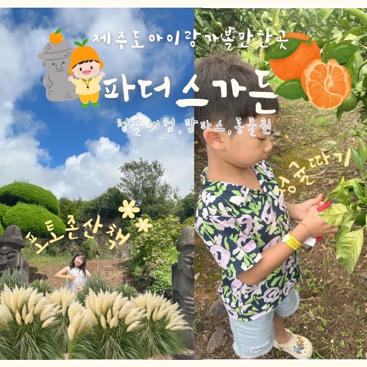 제주 청귤 체험 파더스가든 아이랑 가볼만한곳 팜파스