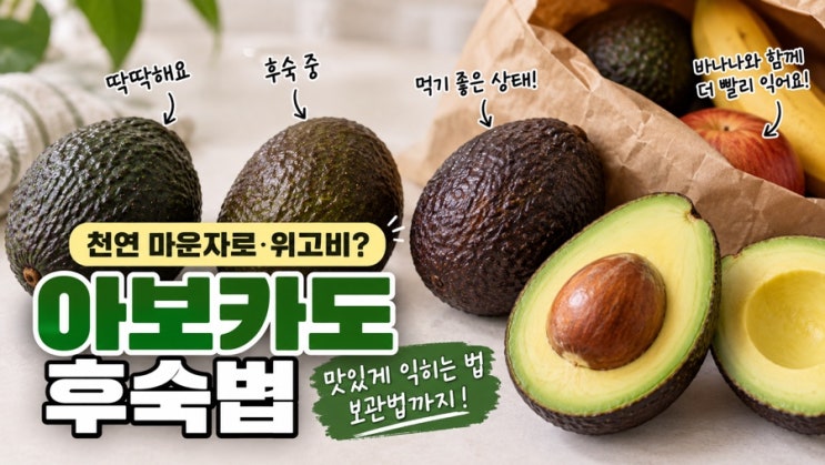 아보카도 후숙법｜딱딱한 아보카도 빨리 익히는 방법과 보관법