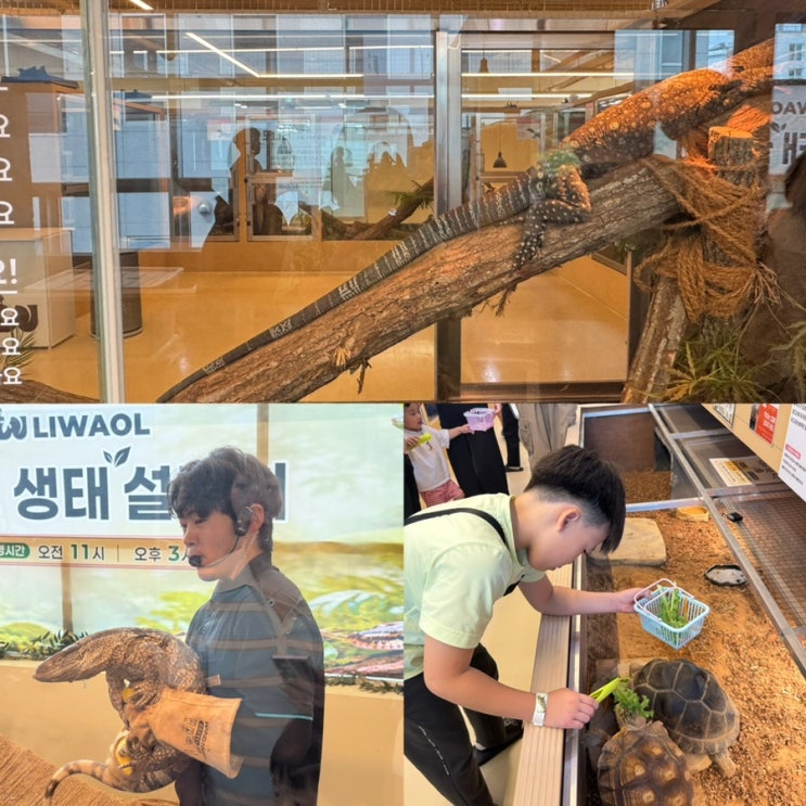 부산 파충류 동물원, 245cm 도마뱀 실화? 명지 실내 아이랑 갈만한곳 ....