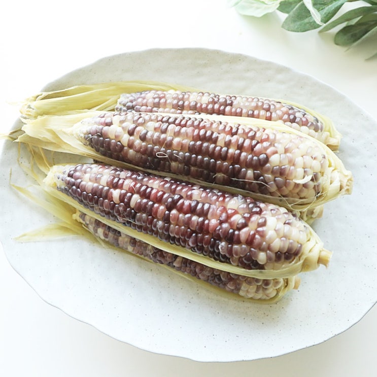압력밥솥 옥수수 삶는법 찰옥수수 칼로리
