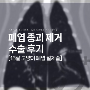 청주 테크노스퀘어 동물병원 고양이 폐엽 종괴 제거 수술 후기 (지방성폐렴) 고양이 병원 추천