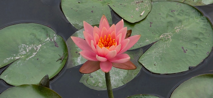 링크 미리보기