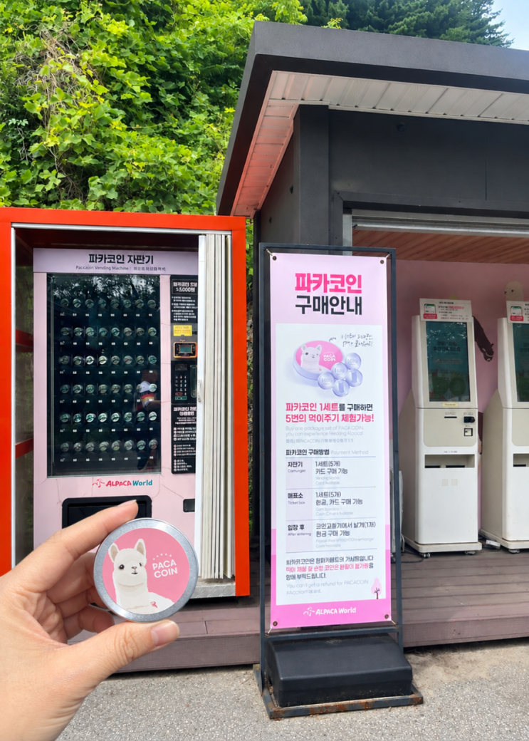 홍천·춘천 당일치기 여행 코스｜알파카월드부터 삼악산 호수케이....