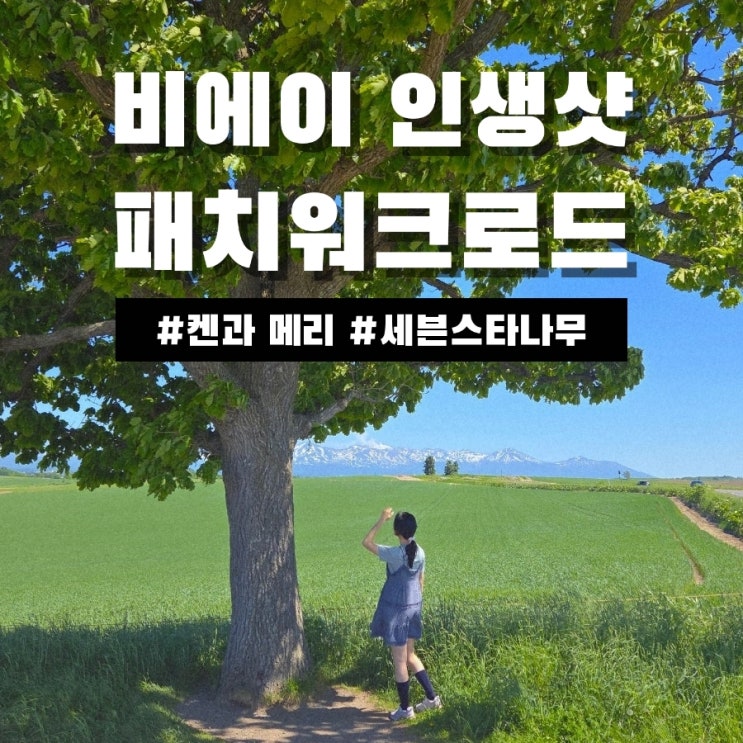 비에이 패치워크로드 인생샷 스팟｜켄과 메리의 나무, 세븐스타의 ....