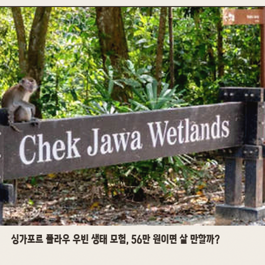 싱가포르 풀라우 우빈 투어, 교통편 포함 시 꼭 고려할 점