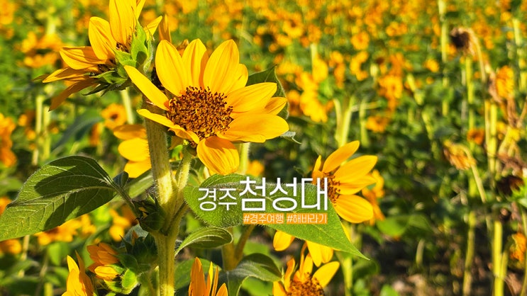경주 첨성대 백일홍 천일홍 해바라기 늦여름 꽃여행3