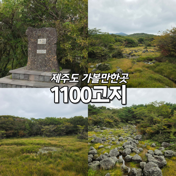 제주도 드라이브코스 추천 1100고지 잠시 들리기 좋은 여행지