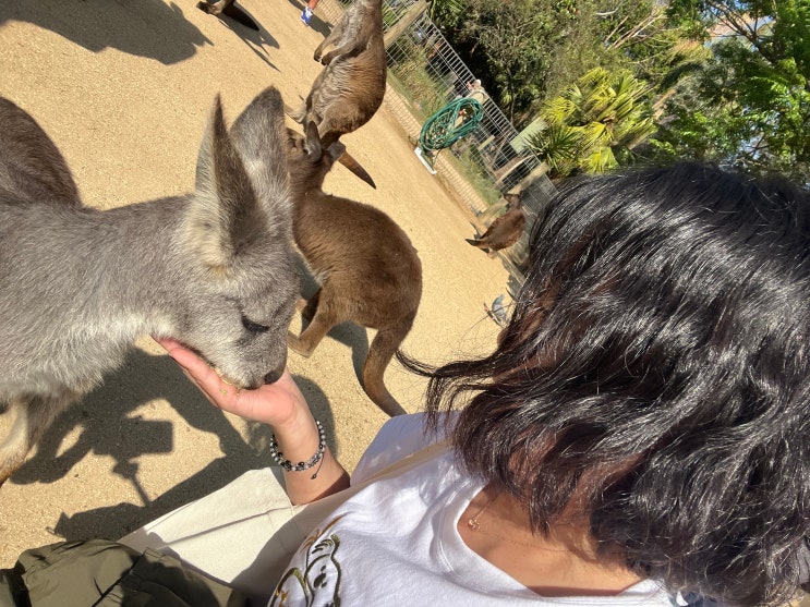 시드니 페더데일 야생동물 공원 Featherdale Sydney Wildlife Park