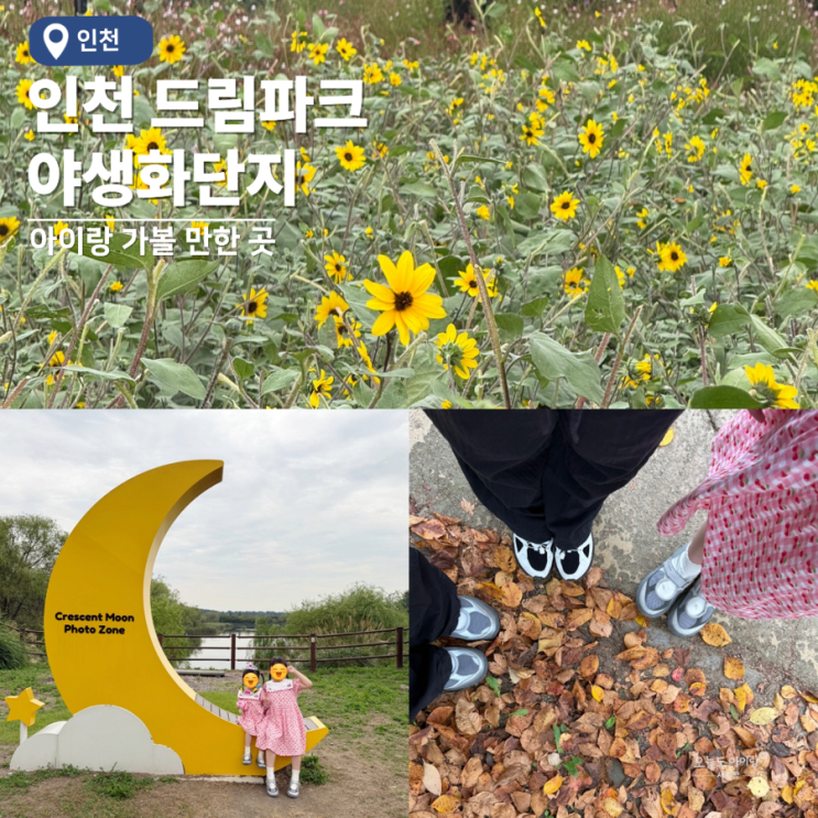 인천 아이랑 가볼만한 곳 9월 드림파크 야생화단지 주차·입장료·개....