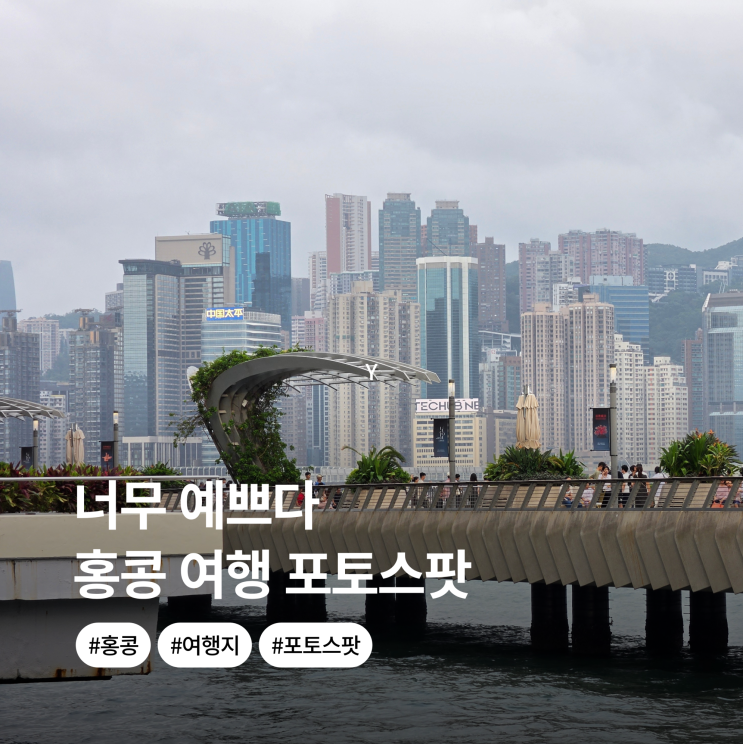 "22년 만에 사라집니다" 구룡공원 홍학부터 스타의 거리 침사추이 홍....