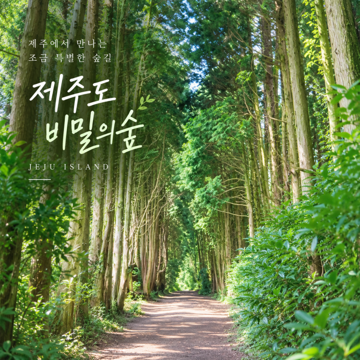 제주 비밀의숲 / 안돌오름 비밀의숲 / 총정리 / 제주여행