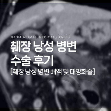 강아지 췌장 낭성 병변 수술/강아지 CT검사/낭종 유형/조직검사 결과 청주동물병원 추천