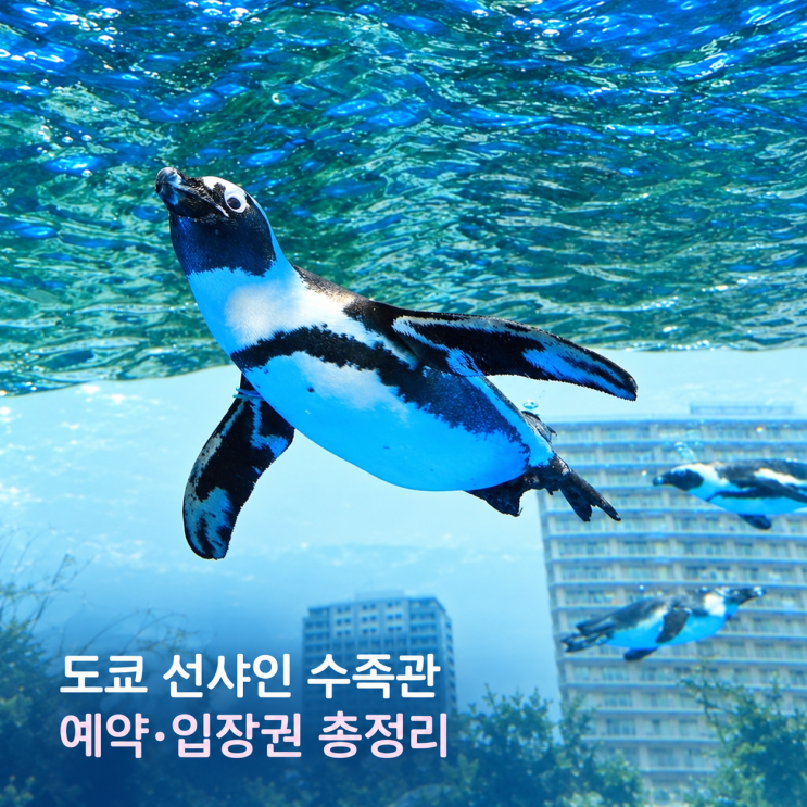 도쿄 선샤인 수족관 예약｜입장권·소요시간·이케부쿠로 코스