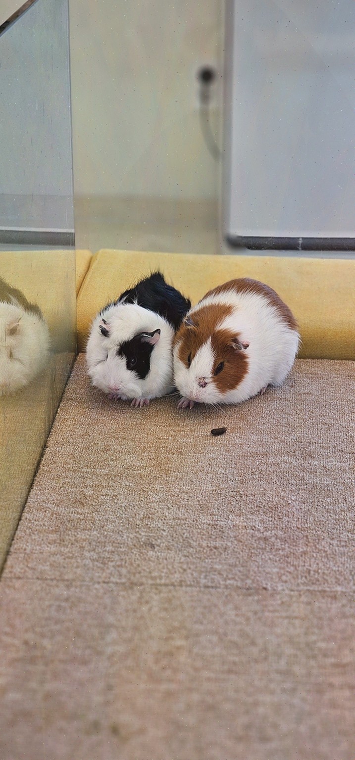 도척저수지 호수뷰 데이트, 아이들과갈만한곳 햄찌랑토찌랑 동물체험카페