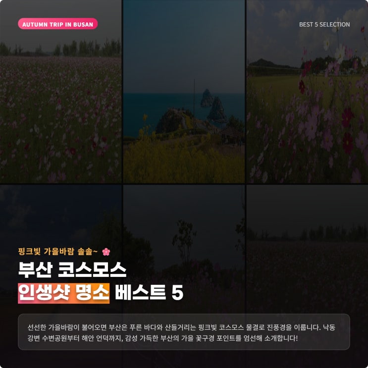 부산에서 추천하는 코스모스 성지 가볼만한곳과 가을 인생샷 명소 ....