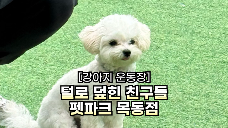 목동 애견카페 털로덮인친구들 펫파크 목동점｜행복한백화점 강아지 운동장 : 네이버 블로그