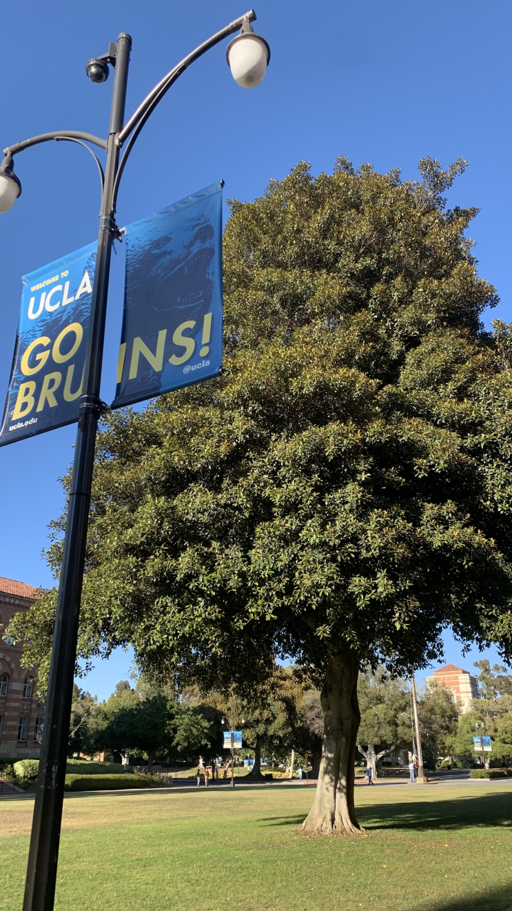 [UCLA] LA 여행 중 가볼만한 곳｜캘리포니아 명문대 캠퍼스 투어, 브루....