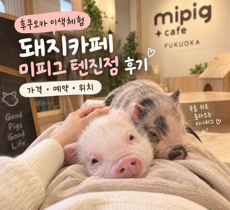후쿠오카 이색체험 돼지카페 미피그 텐진점 후기｜가격·예약·위치