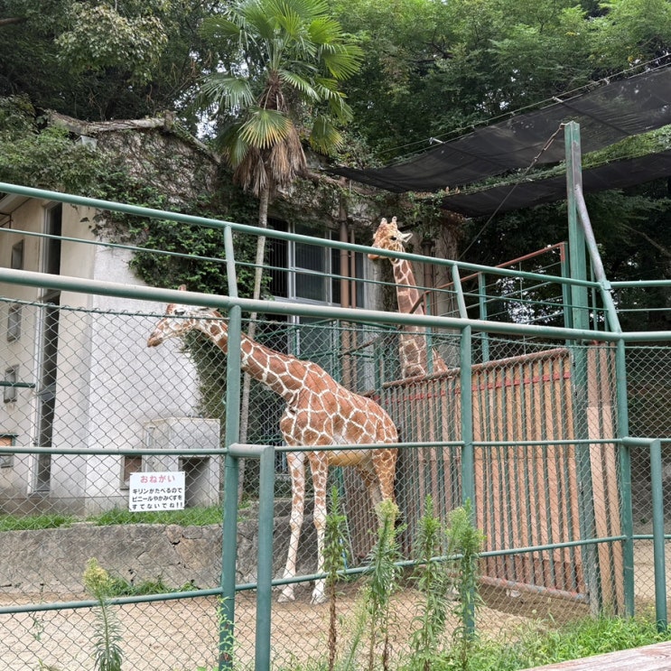 후쿠오카시 동식물원 후쿠오카 가볼만한 곳 입장료 비오는날