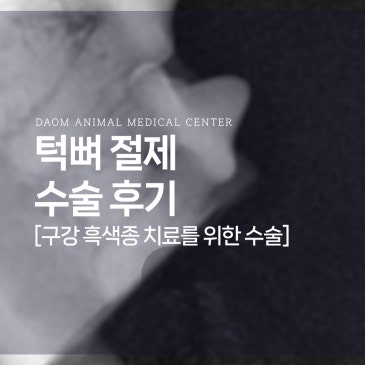 청주 강아지 종양치료 구강흑색종 멜라노마 치료를 위한 턱뼈 절제 수술 케이스