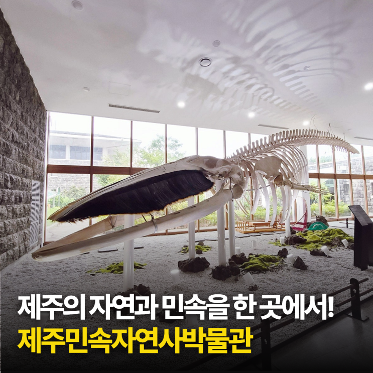 9월 제주 가볼만한 곳 실내여행지 제주민속자연사박물관 운영시간 ....