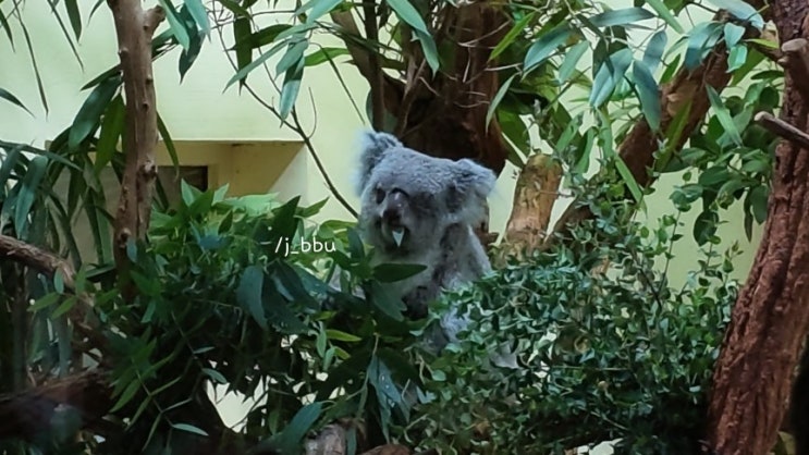 오스트리아) 비엔나 여행 | 쇤브룬 동물원 Schönbrunn Zoo