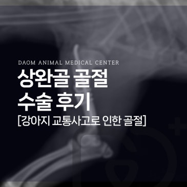 교통사고로 인한 4개월 강아지 상완골 골절 수술 후기 청주 24시간 동물병원
