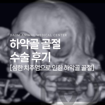 청주 강아지 치과병원 강아지 심한 치주염과 양측 턱뼈골절 교정 수술 후기