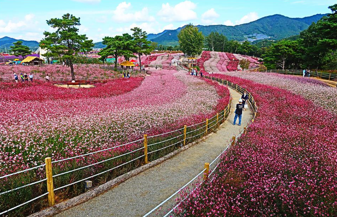🌸 철원 가을여행, 달리다 보면 만나는 절경15만 송이 고석정 꽃밭부터 한탄강 주상절리까지… 철원이 특별한 이유